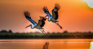 Dwa bociany w locie znaczenie: symbolika i inspiracje dla kobiet